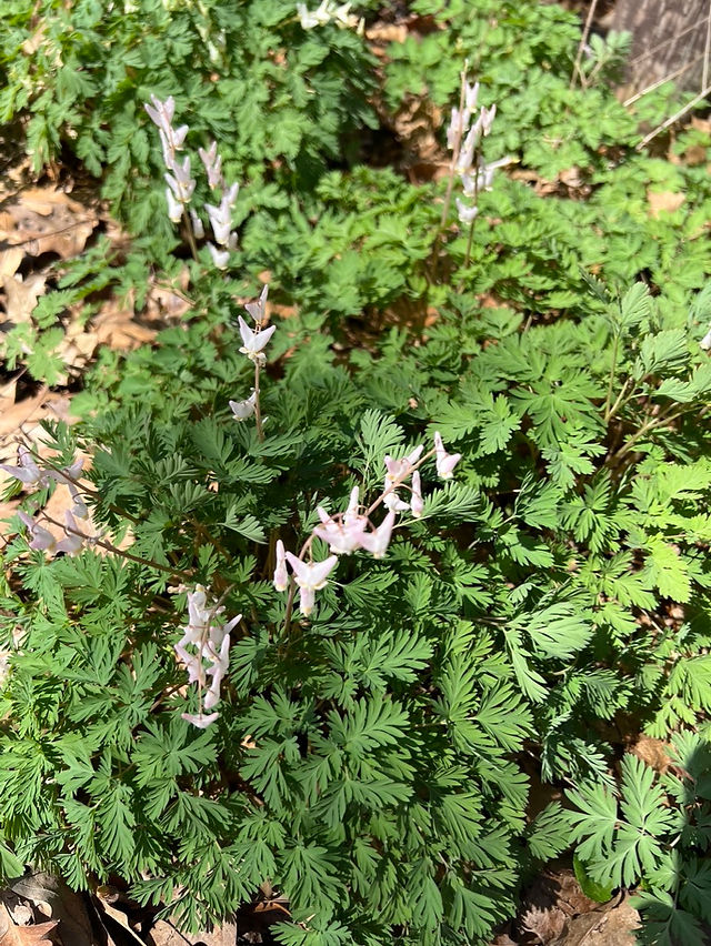 Delicate white blooms of Dutchman's Breeches, looking like fairy pantaloons, float over fluffy foliage in the woods of the Cherokee Marsh Mendota Unit