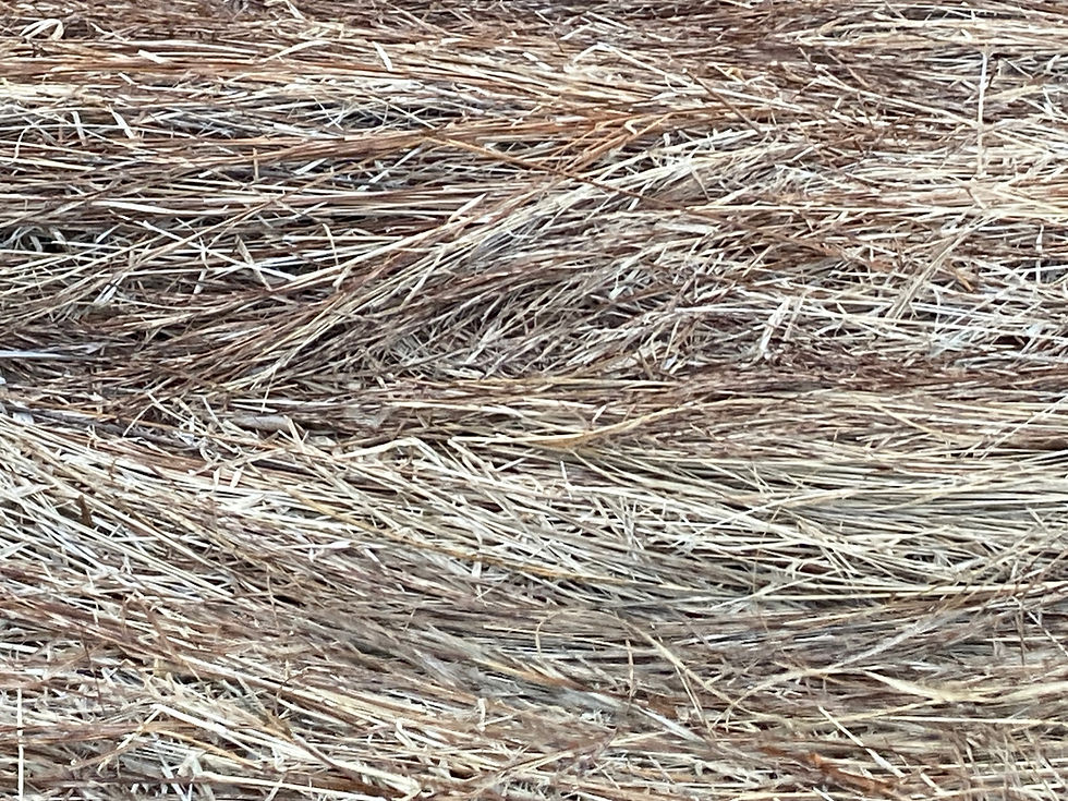 Matted prairie grasses in the spring