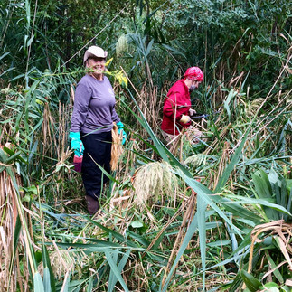 Two women in long-sleeved shirts stand in a wetland. One bundles invasive phragmites grass into shocks, and the other woman (wearing rubber gloves) spot-treats the tops of the shocks with herbicide.