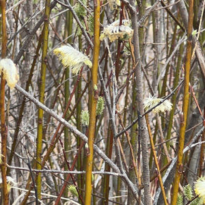 Golden branches of pussy willows in early spring are festooned with blooming catkins.