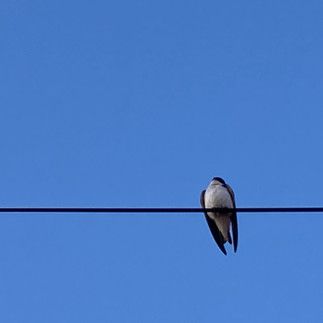A tree swallow perches on an electrical wire against a cloudless, deep blue sky.