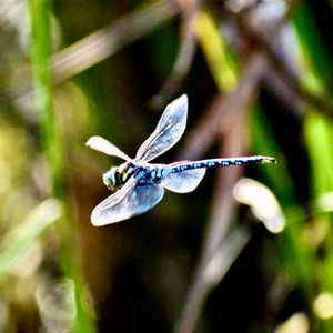 A blue dragonfly glides through marsh grasses