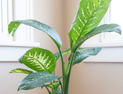 dumb-cane-dieffenbachia-definition-1902751-4-36aa6199996b4d1b9f00f18cffac4c6a_edited.jpg