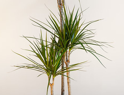 dracaena-marginata-plant-royalty-free-image-1728919574_edited.jpg