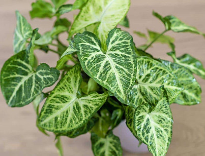 Arrowhead-Plant.jpg