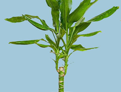 63871ecdb091e374363916_edited_edited.jpg