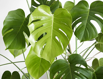 monstera-deliciosa-or-swiss-cheese-plant-in-a-white-flower-pot-stands-on-a-white-wood-tabl