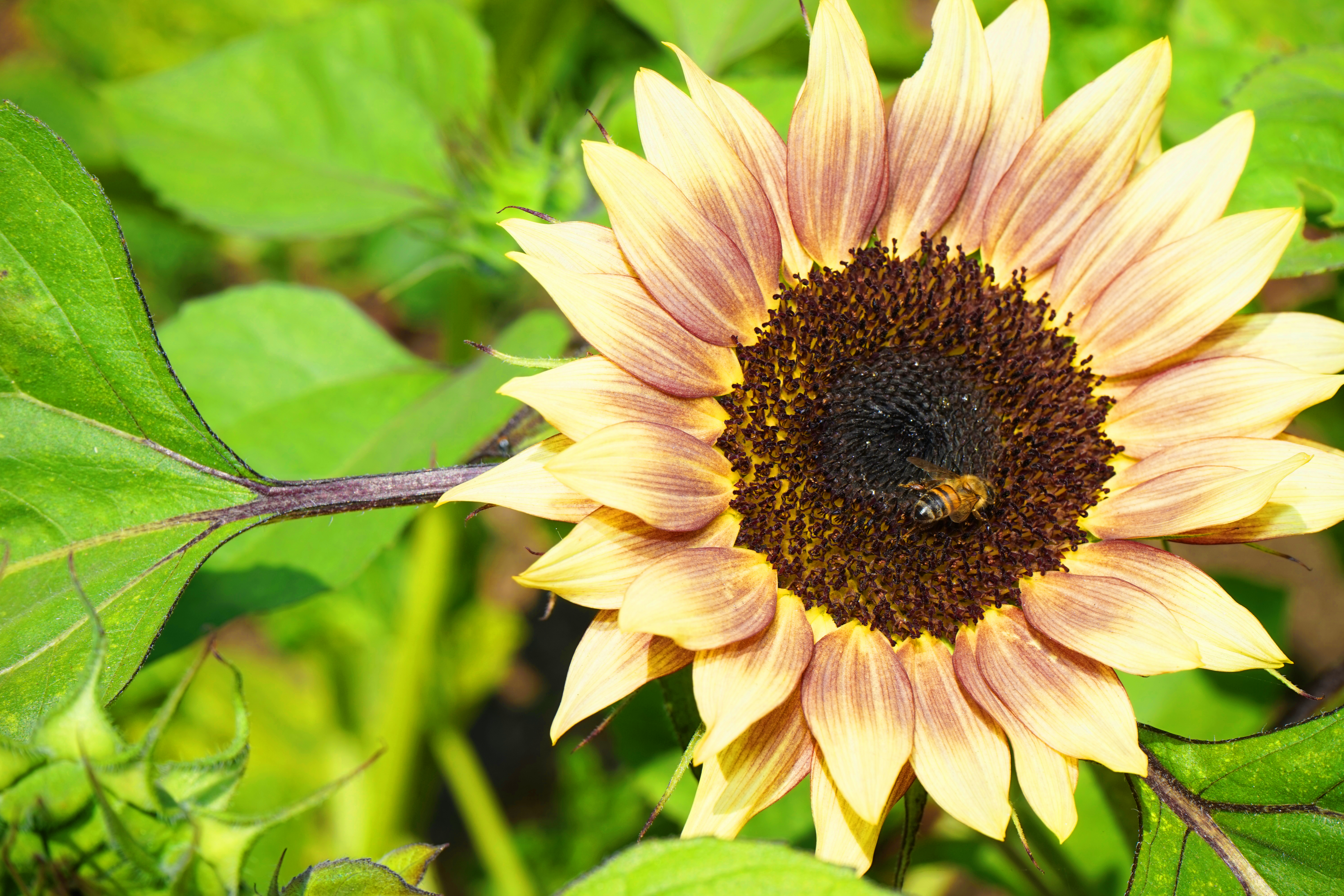 SunBee