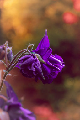 P1107987