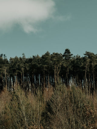 Landscapes
