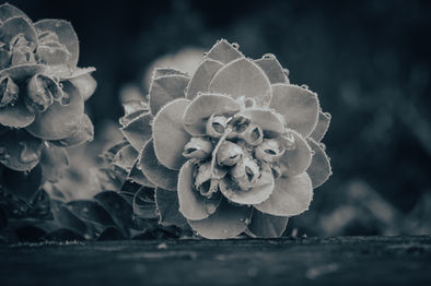 P1194860-2-2