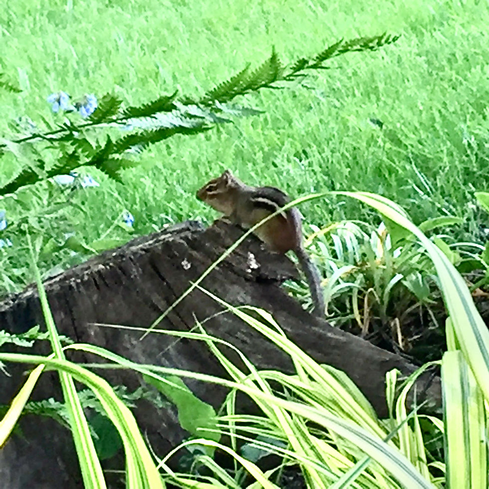 A chipmunk, that came very near, as we were conversing quietly!