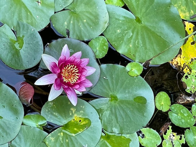 A fall water lily