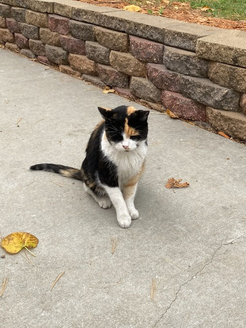 "Patches", an official orchard greeter kitty!