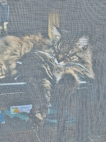 Tiger Lily napping on a cool Autumn day