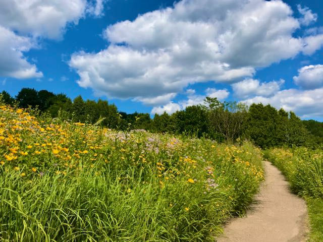 How the Wildflowers Grow 