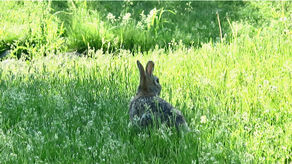 A bunny nibbling his breakfast!