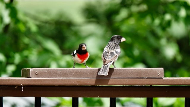 2 Rose-breasted Grosbeak's having lunch