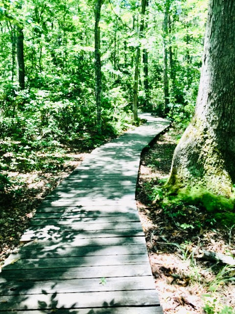 This boardwalk formed a winding path through a forested area.