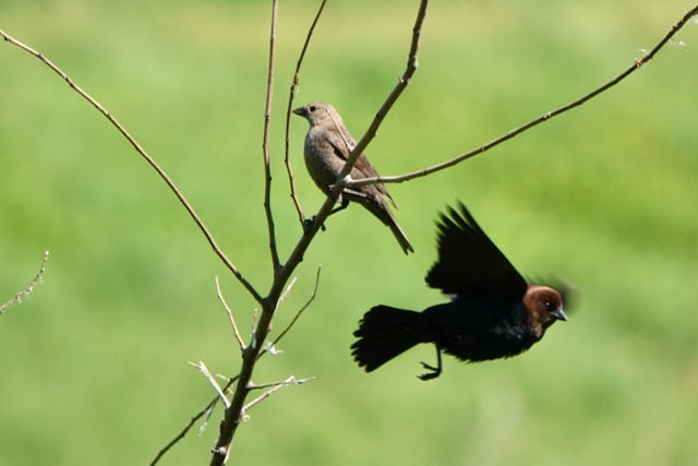 Two birds: one sitting still, the other in flight