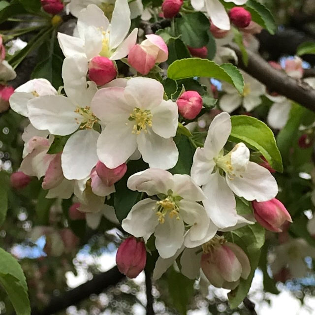 Crabapple Blossoms
