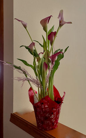 The Calla Lily's Bloom