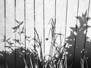Silhouette of the Wildflowers