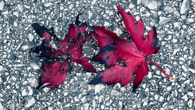 2 beautiful wine-colored maple leaves, that appeared like ash, in their natural form