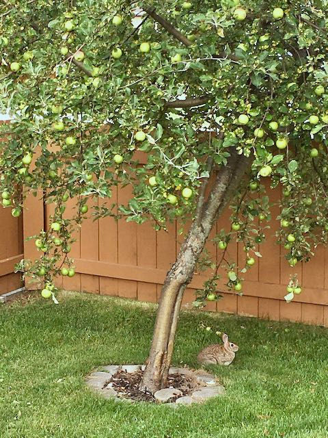 A bunny resting under an apple tree in the corner of our yard.