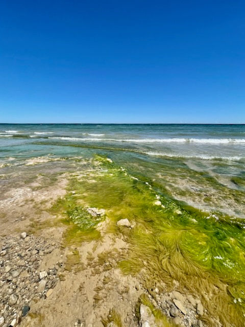 Seaweed at the beach