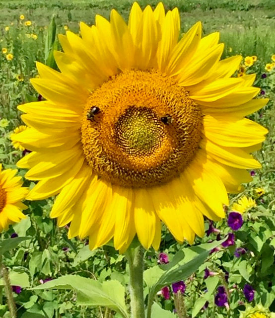 Sunflower with bees