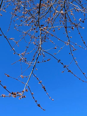 Flowering Limbs