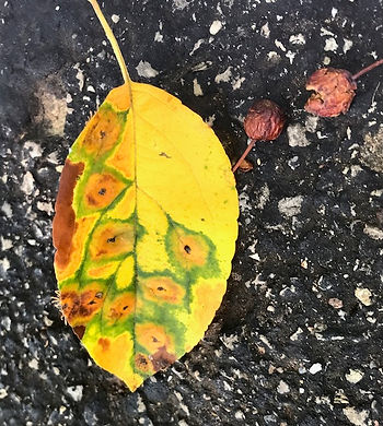 A leaf in transition to fall colors