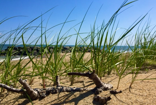 Driftwood and grasses set against a rocky shoreline.