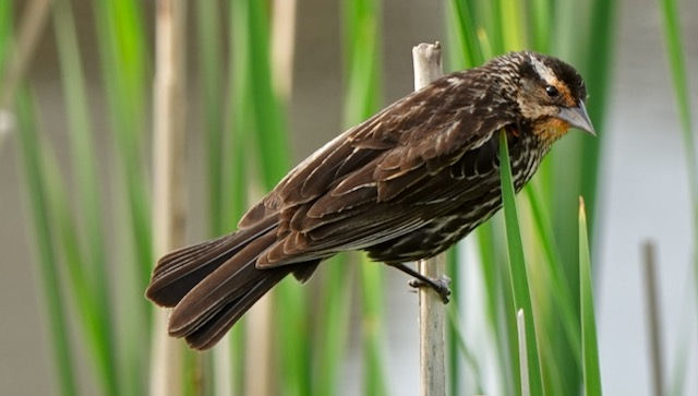 Female Red-wing blackbird enjoying the marsh