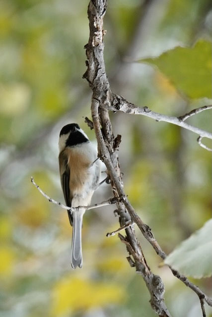 A chickadee clinging to a tree branch
