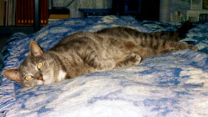 Muffin relaxing!