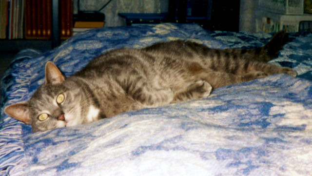 Muffin relaxing!
