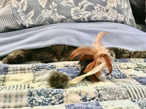 Tiger Lily playing under the covers!