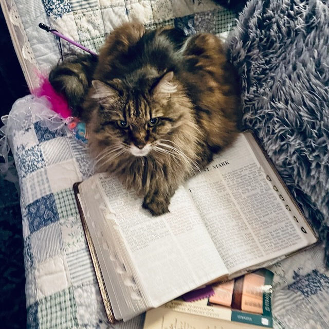 Tiger Lily "helping" me during my quiet time