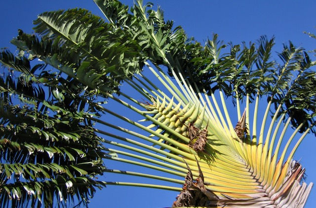 A Fan palm illustrating the palm branches that were used to give Jesus praise.