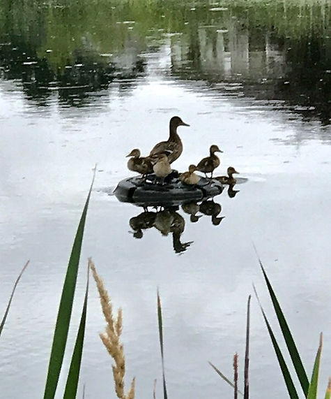 A mama duck with her babies, posing for "a family portrait"