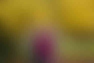 Family of four posing together during a fall family photography session surrounded by golden trees at the Iris Farm in Loomis, California.