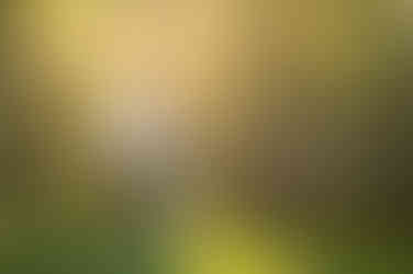 Expecting couple kissing during sunset at the lavender farm in Lincoln, CA surrounded by golden light, photographed by Sacramento and Roseville maternity photographer Kristina Martin.