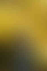 Family with a young child during a fall family photography session surrounded by golden trees at the Iris Farm in Loomis, California.