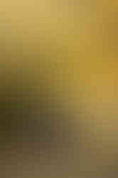 Family with a young child during a fall family photography session surrounded by golden trees at the Iris Farm in Loomis, California.