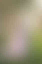 Expecting couple at sunset, with the woman in a pink maternity gown, photographed by the best Sacramento maternity photographer.