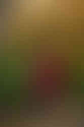 Family of four posing together during a fall family photography session surrounded by golden trees at the Iris Farm in Loomis, California.