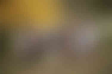 Large extended family posing together among golden fall trees during a family photography session at the Iris Farm in Loomis, California.