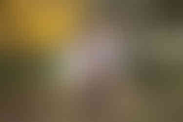 Large extended family posing together among golden fall trees during a family photography session at the Iris Farm in Loomis, California.